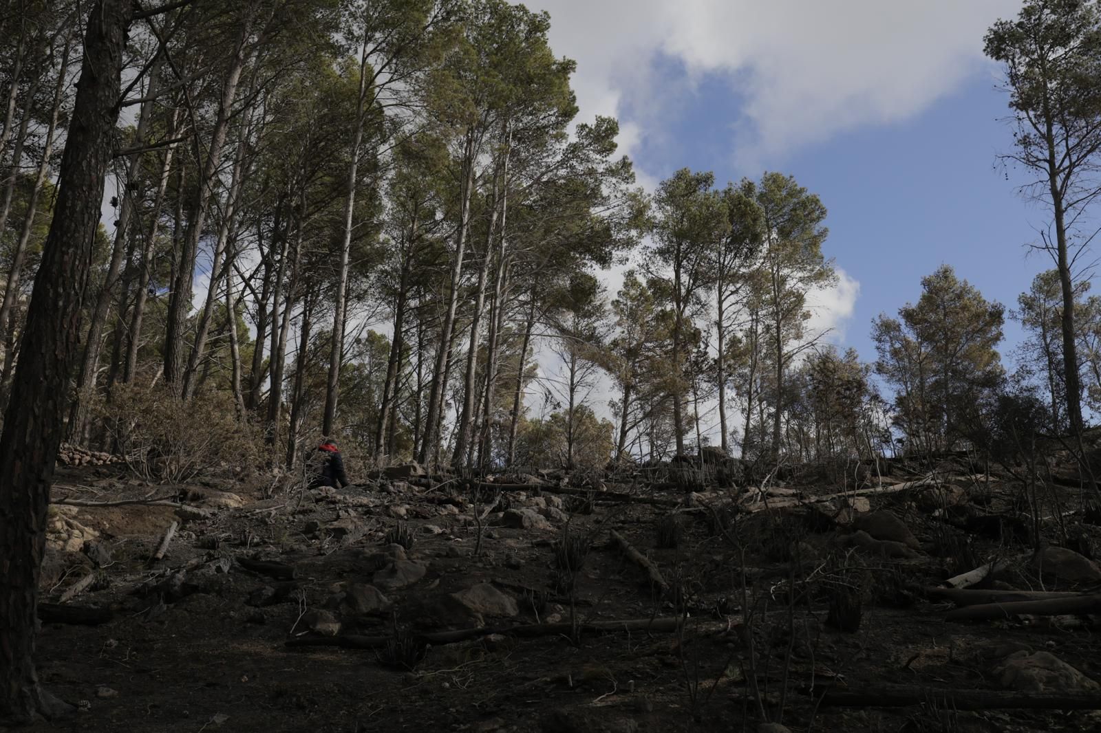FOTOS | Dan por controlado el incendio de Andratx