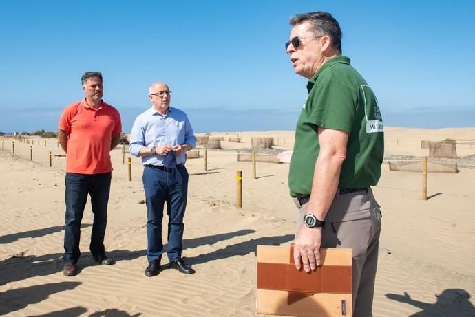 Segunda fase del proyecto de recuperación de las dunas de Maspalomas