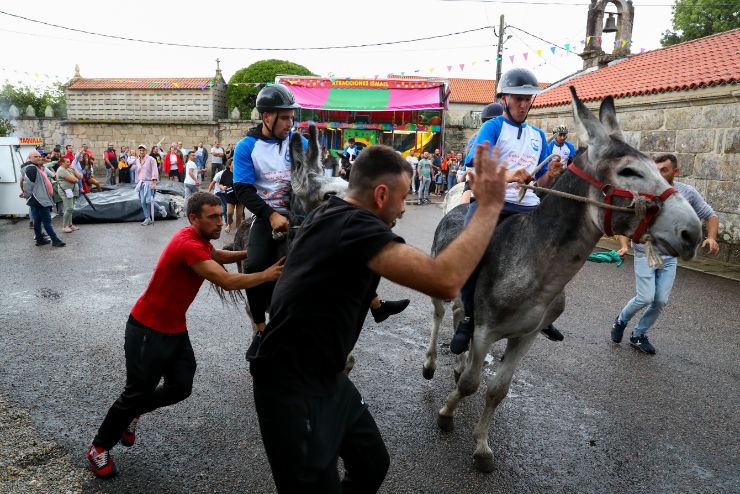 Los burros se lucen en el circuito de San Roque do Monte