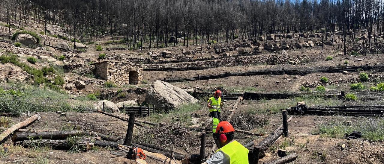 Operaris realitzant tasques a la zona cremada