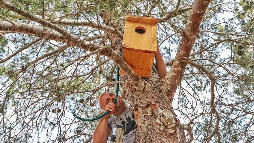 Una de las cajas nido que se colocaron ayer en La Pedrera.