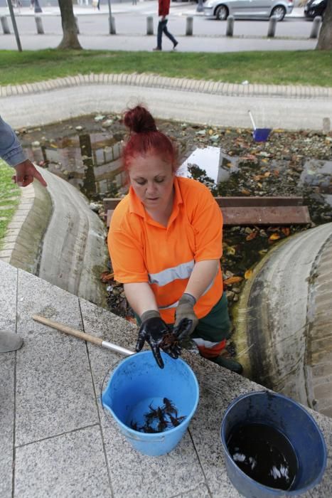 Recogen más de 75 kilos de cangrejo rojo americano en un estanque de Gijón