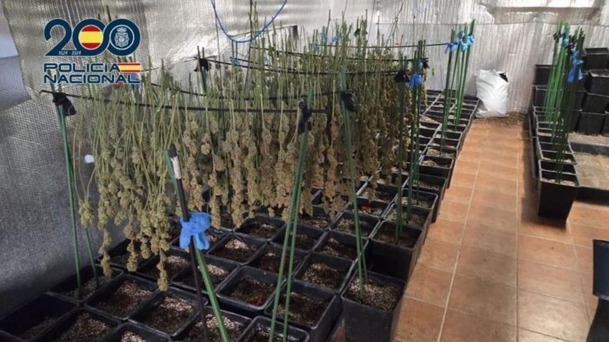La Policía Nacional ha detenido a cuatro personas en una operación contra el tráfico de marihuana en Ugena (Toledo)