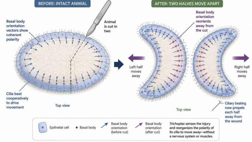Una masa marina sin cerebro, nervios ni músculos detecta el tacto y huye en segundos