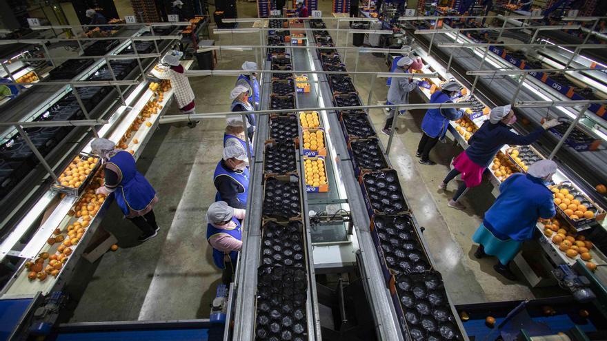 La Ribera es la comarca con más mujeres socias y trabajadoras en cooperativas agrícolas