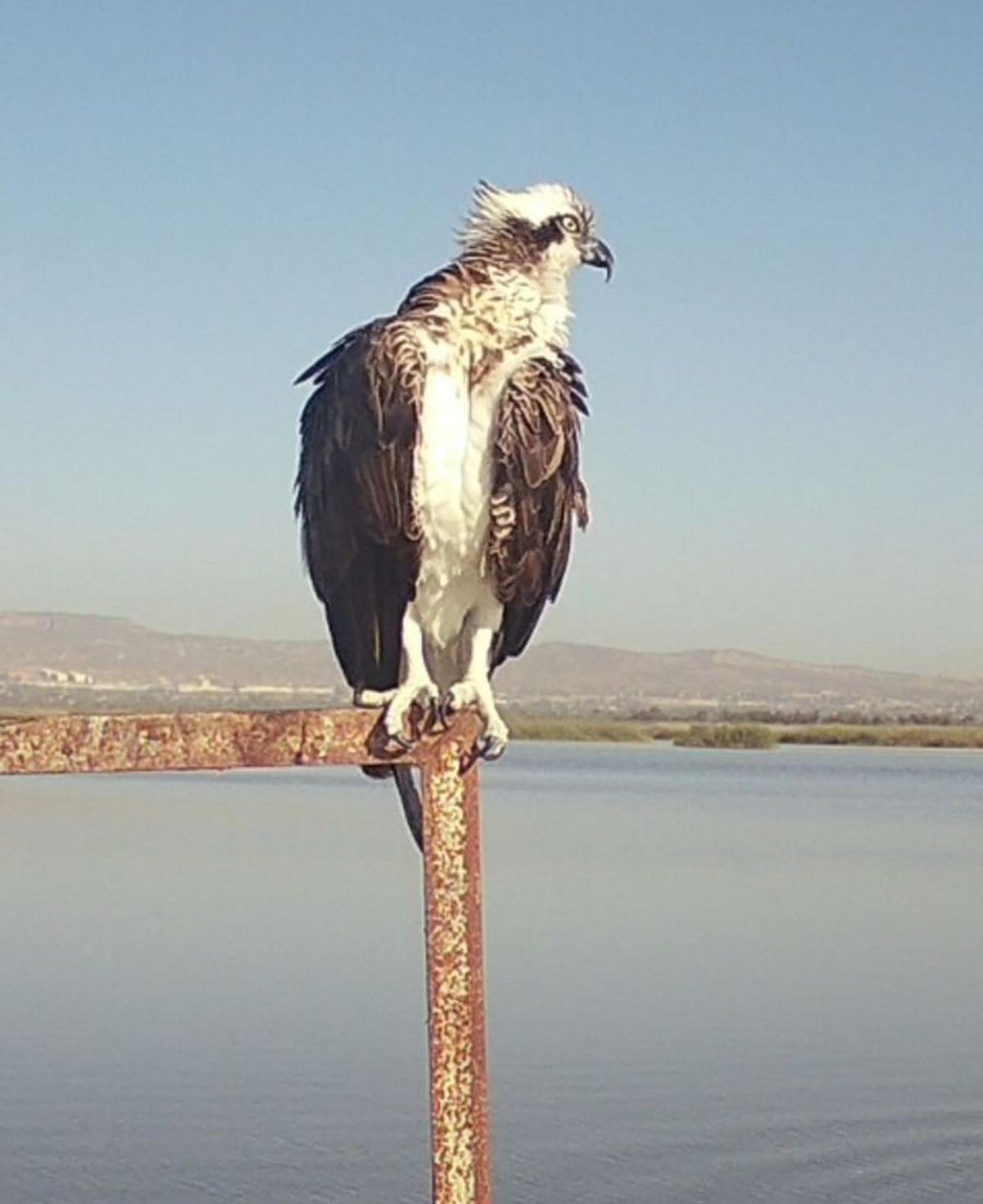 En El Hondo hay actualmente al menos 5 águilas.