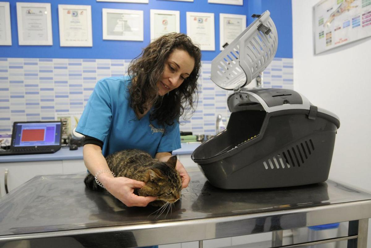 Una veterinaria atiende a un gato en un centro veterinario gallego.