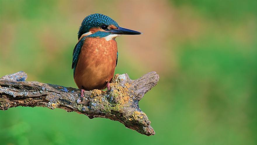 Una de las especies que se verán en el documental.