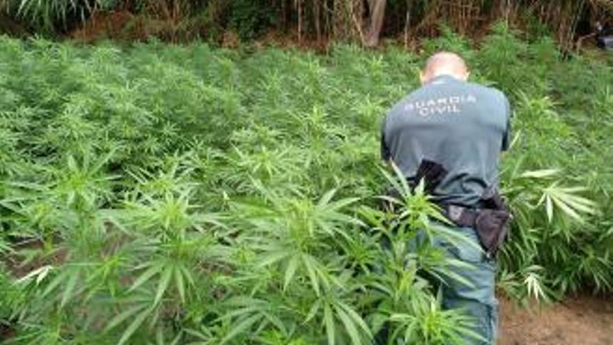 La plantació de marihuana descoberta a tocar del riu a Masarac