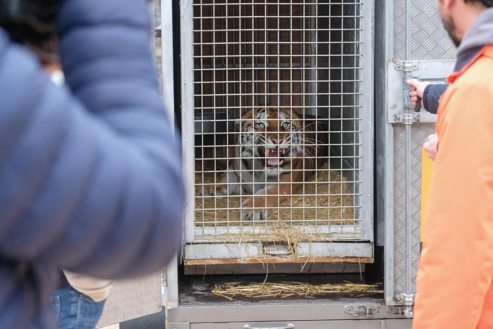 Al rescate de los tigres en Polonia