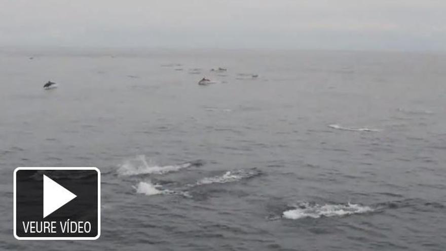 VÍDEO | Sorprenent albirament de 3.000 dofins a Galícia