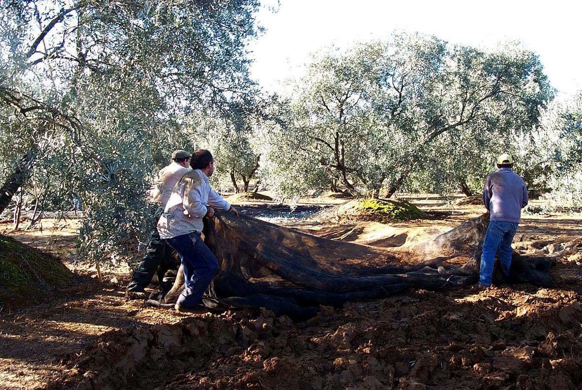Recogida de la aceituna. Olivos. Aceitunas. Jornaleros. Trabajadores del campo