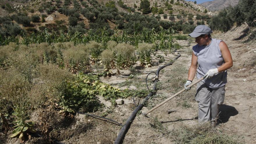 Un cultivo de hortalizas en la Axarquía.