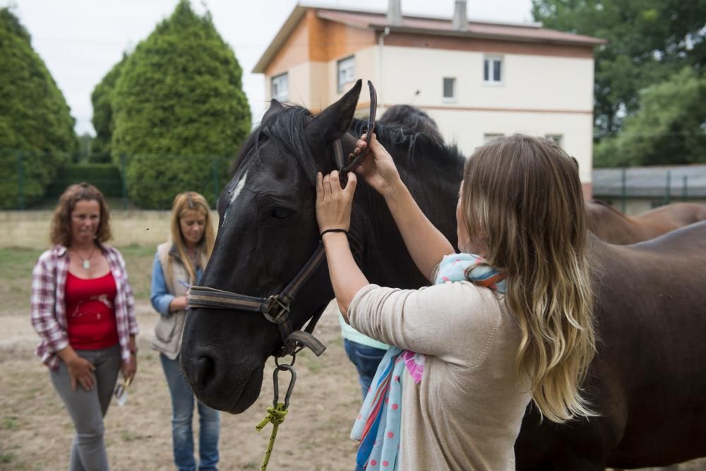 'Coaching' con caballos para empresarios