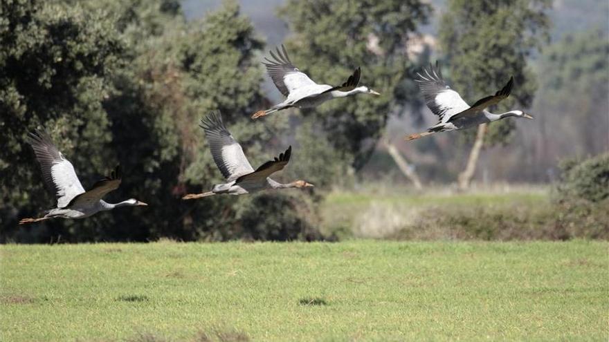 Extremadura lidera el censo español de grullas con 127.513 ejemplares