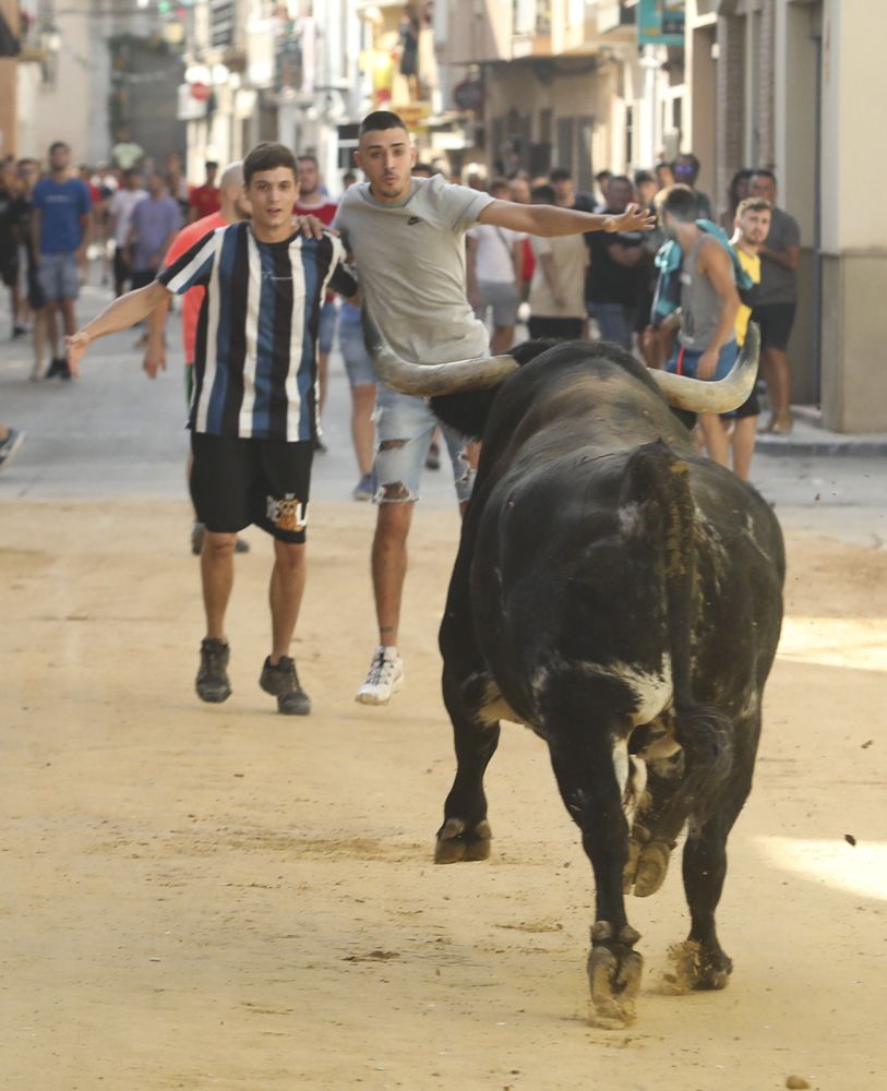 Bous al carrer en Canet d'En Berenguer