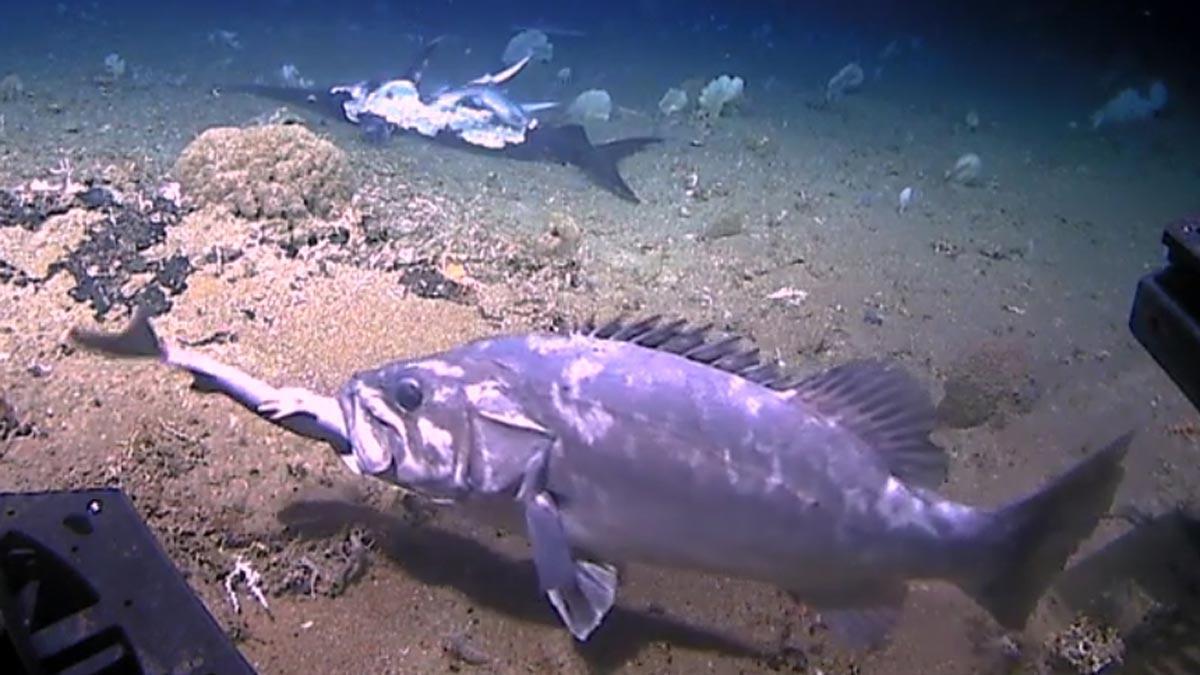 noaasokeanosexplorersharkencounter