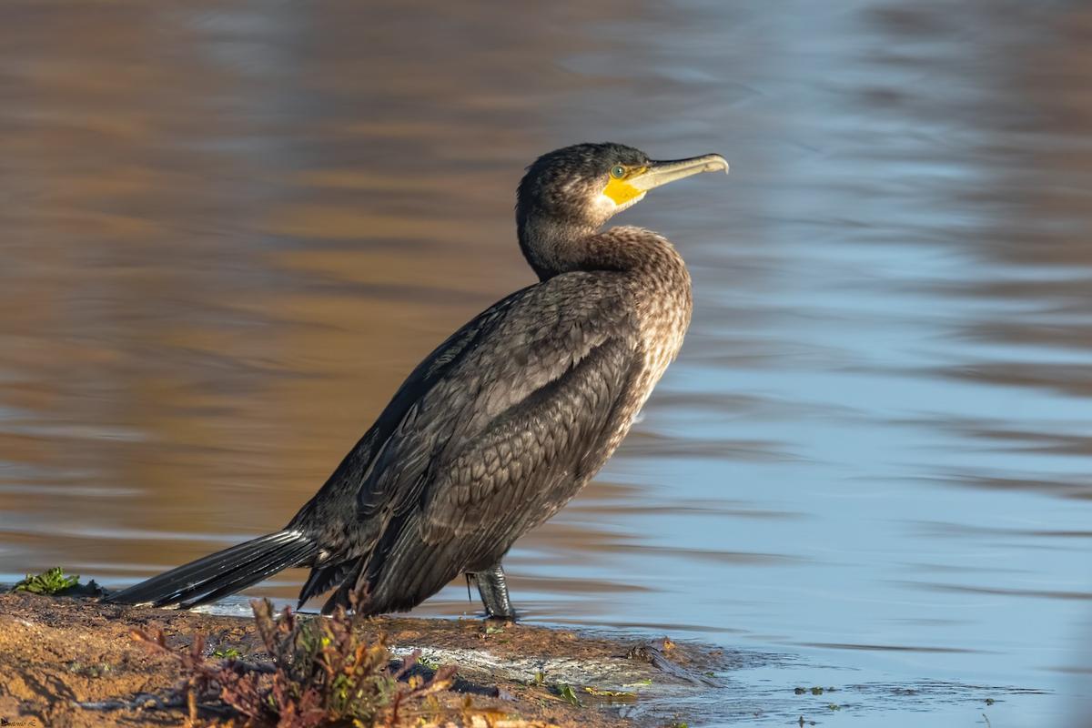 Cormoran grande ('Phalacrocorax carbo').