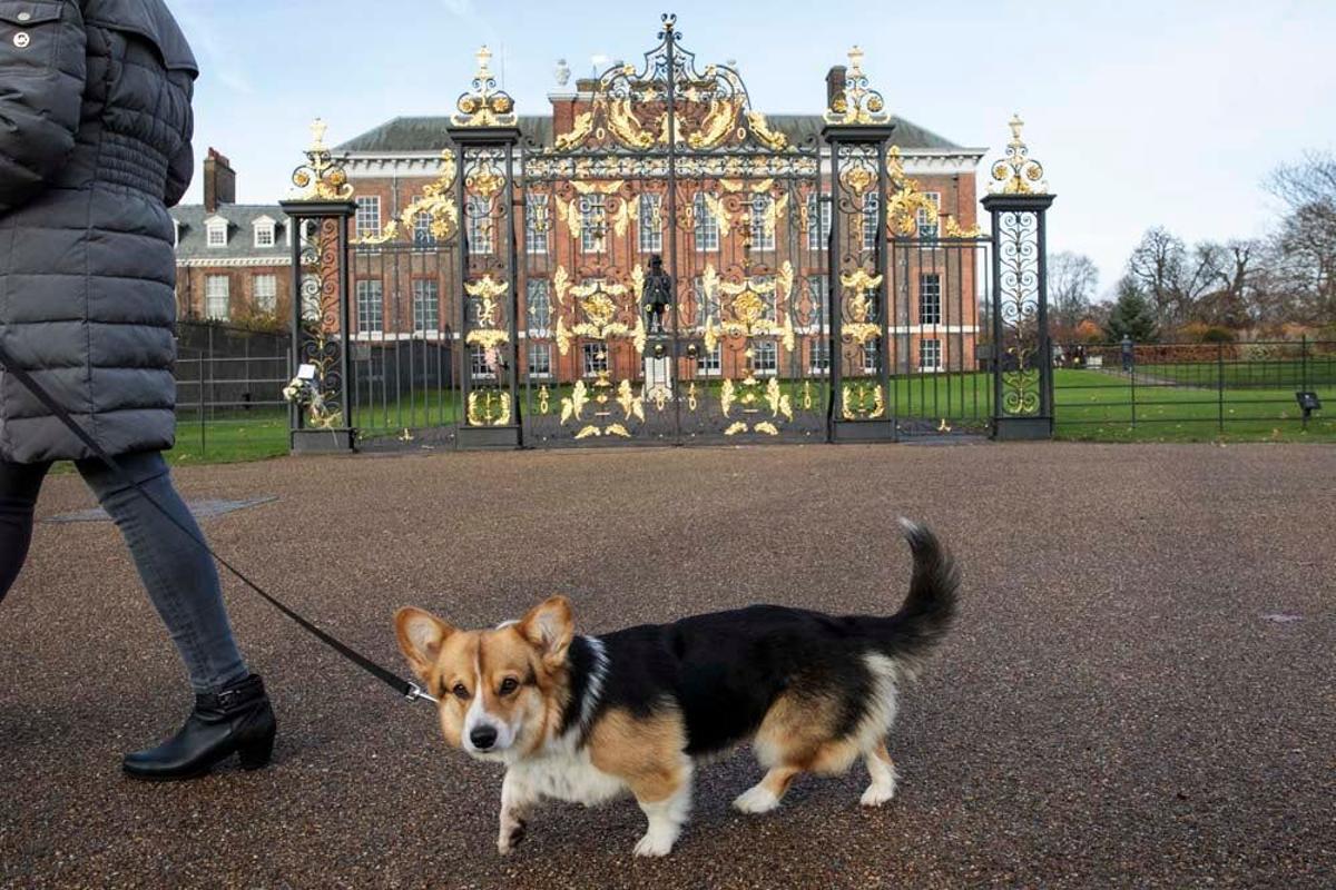 Este perro pasea ajeno a lo que está pasando en Kensington Palace