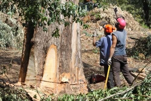 La caída de un gigante