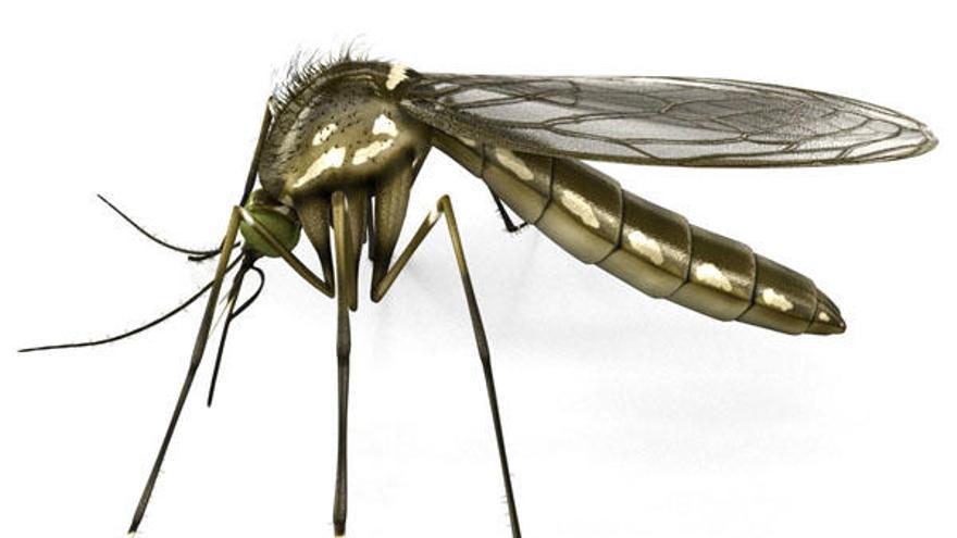 La empresa encargada de plagas detecta 21 focos de mosquito tigre en la ciudad