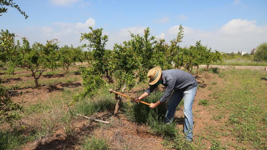 Solo el 0,2% de las explotaciones agrícolas de Castellón logra relevo generacional