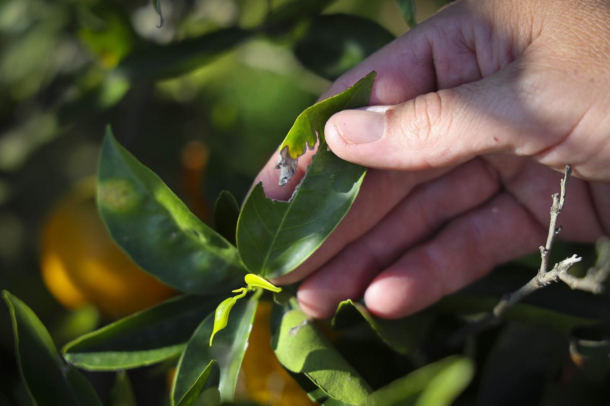 Otro detalle de los daños causados por el pedrisco.