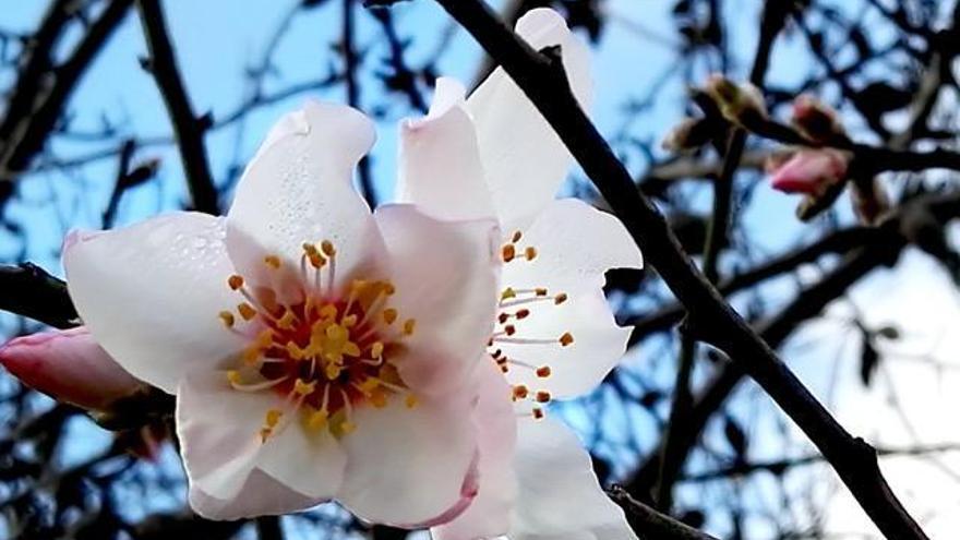 Am 3. Februar ist in Son Servera Mandelblüten-Messe.