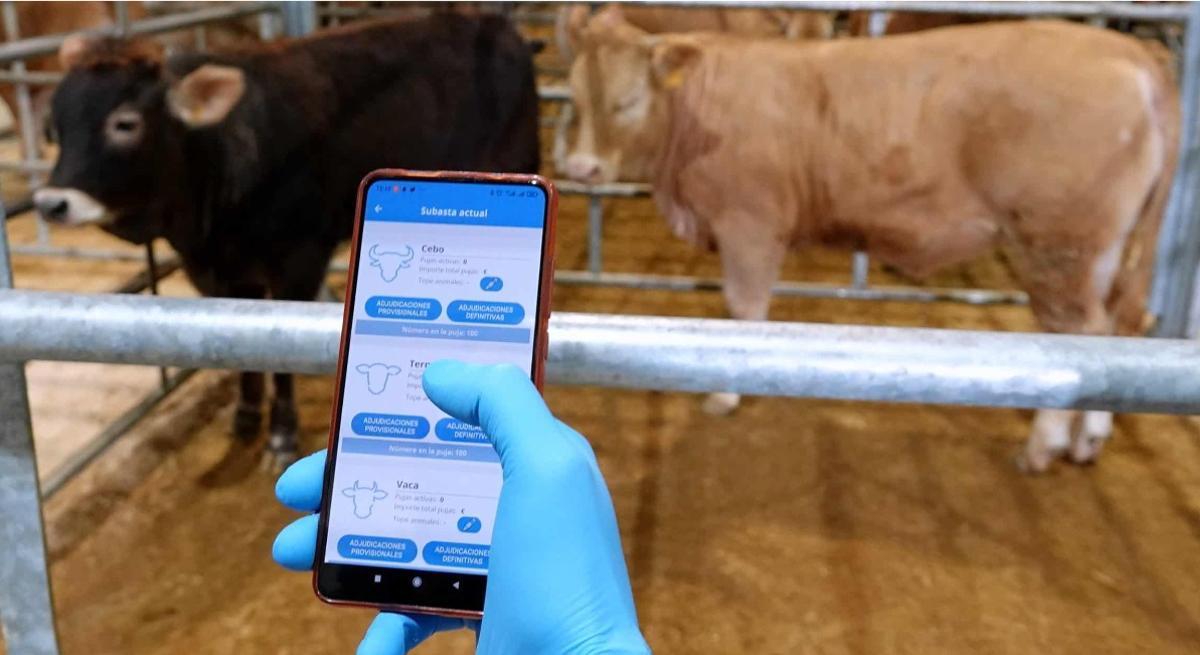 Silleda es la única subasta informatizada de España.