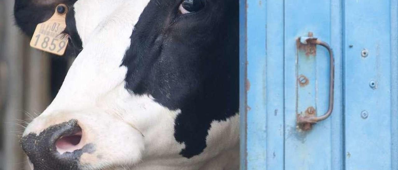 Una vaca destinada a la producción láctea, en una instalación ganadera.