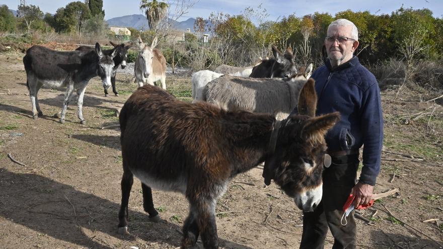 La nueva vida de los burros del Desert de les Palmes, en imágenes