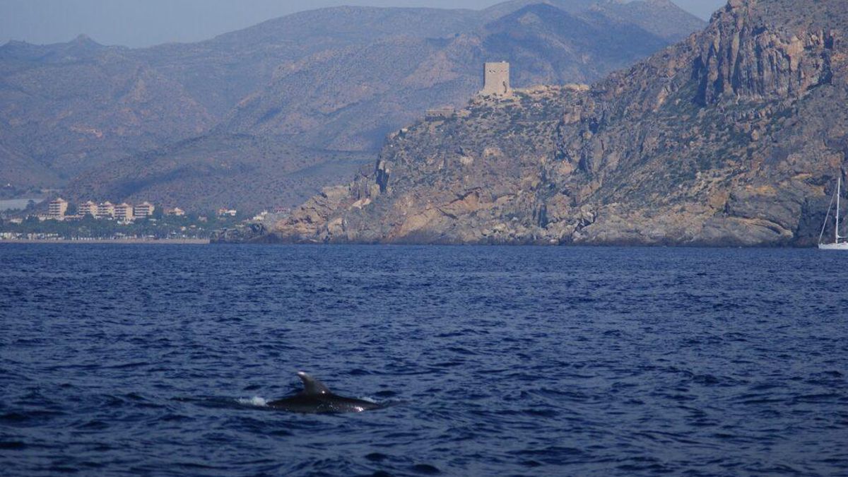 Delfín mular frente a la Punta de La Azohía, cerca del lugar donde se propone la instalación de la granja marina.