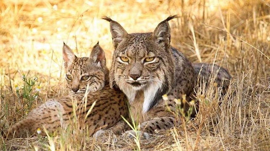 Linces ibéricos.