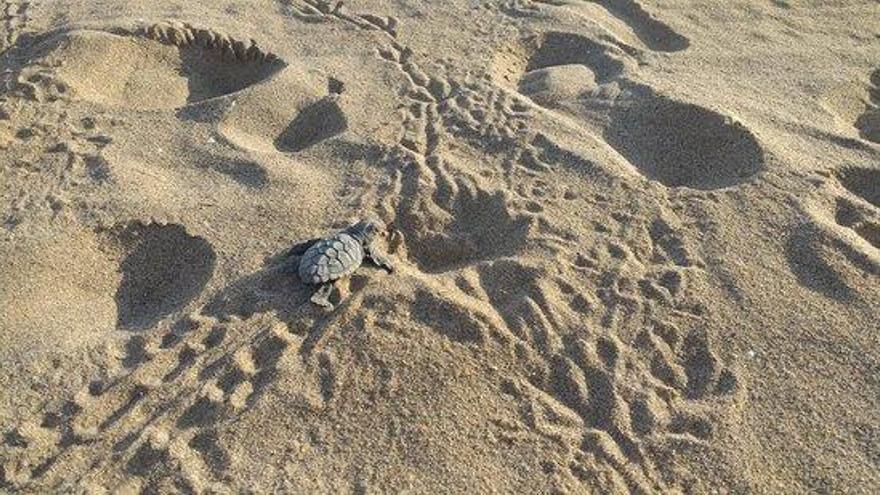 Naixement de tortugues en una platja.
