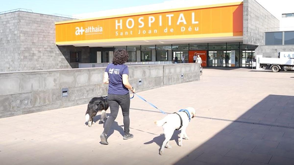 La Kai i el Bruc, a punt d'entrar a l'Hospital de Sant Joan de Déu