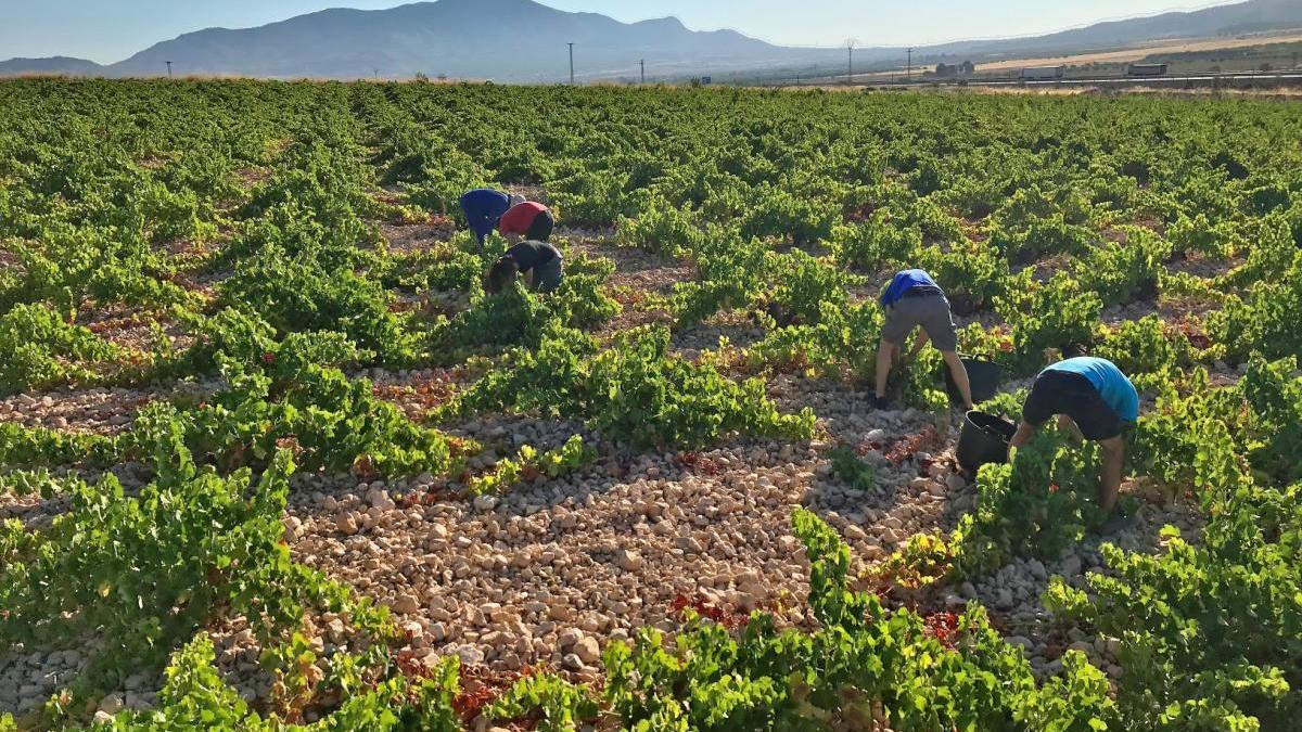 La DOP Jumilla inicia su vendimia debido a las altas temperaturas