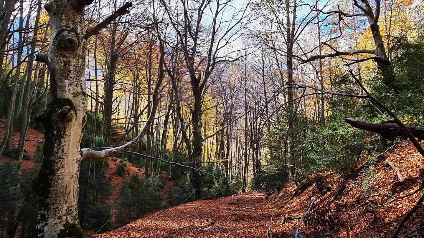 Tardor a l’obaga de Gresolet.