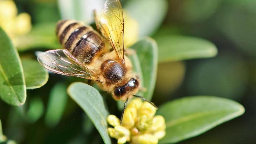 Bruselas alerta de que hay especies de abejas, avispas y mariposas &quot;al borde de la extinción&quot;