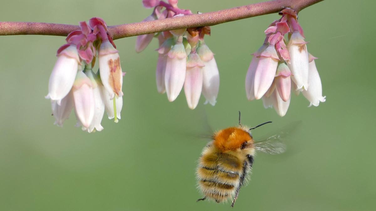 Abejorro (Bombus pascuorum) visitando flores de arándano americano (Vaccinium ashei) cultivado en Asturias.