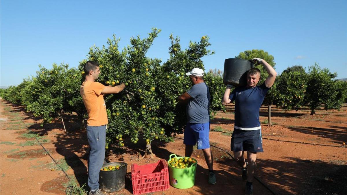 El campo perderá 30 millones en jornales en la campaña más corta