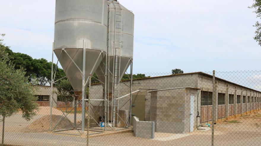 Una granja de porcs catalana aquest divendres 26 de juliol de 2019