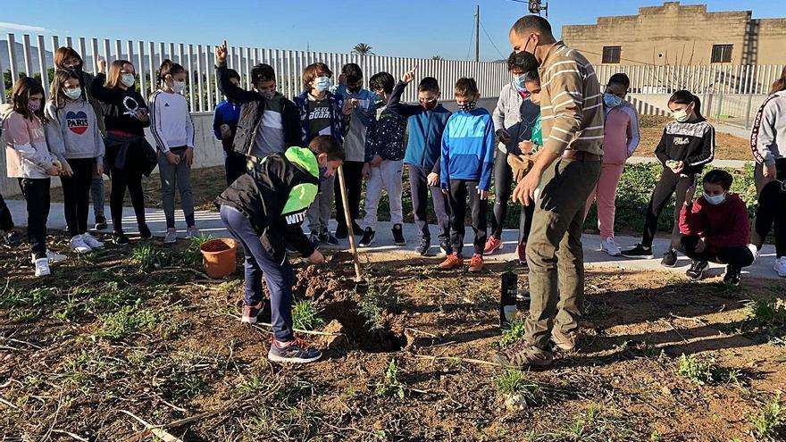 El CEIP Severí Torres planta un xiprer del Sàhara com a símbol de resistència