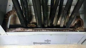 Una serpiente de metro y medio se cuela en la Feria de Abril de Sevilla