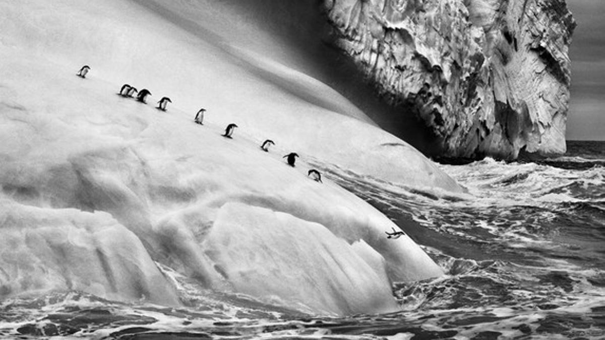 Pingüinos barbijos en un iceberg situado entre Zavodovski y las islas Visokoi, en el archipielago de Sandwich.