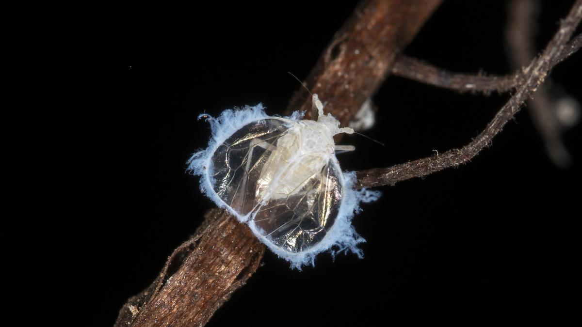 El hallazgo de una especie de chinche cavernícola desconocida hasta hoy proporciona el testimonio de una antigua fauna