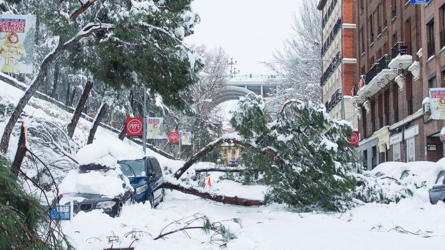 Árboles caídos durante la gran nevada provocada por la borrasca Filomena en Madrid
