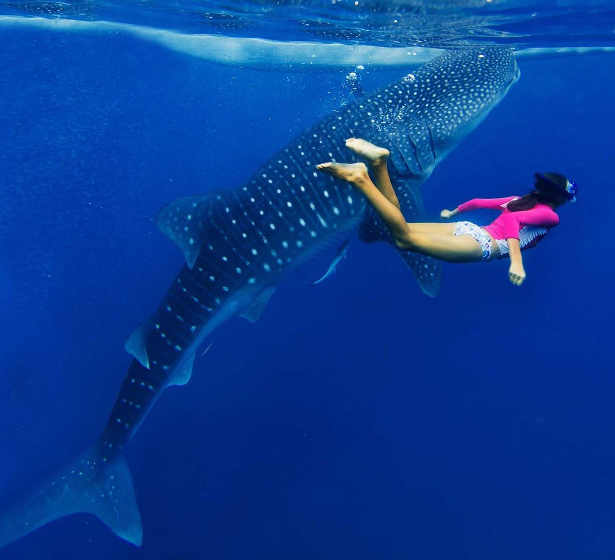 Chica buceando junto a un tiburón ballena
