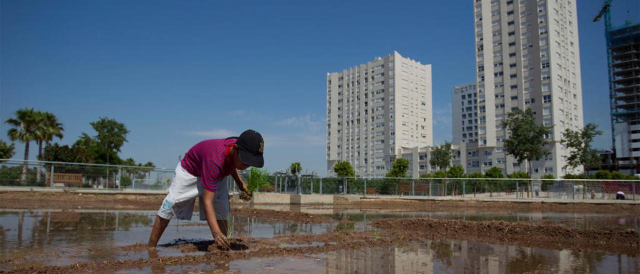 Sociópolis impulsa a Faitanar como  el barrio que más crece en València