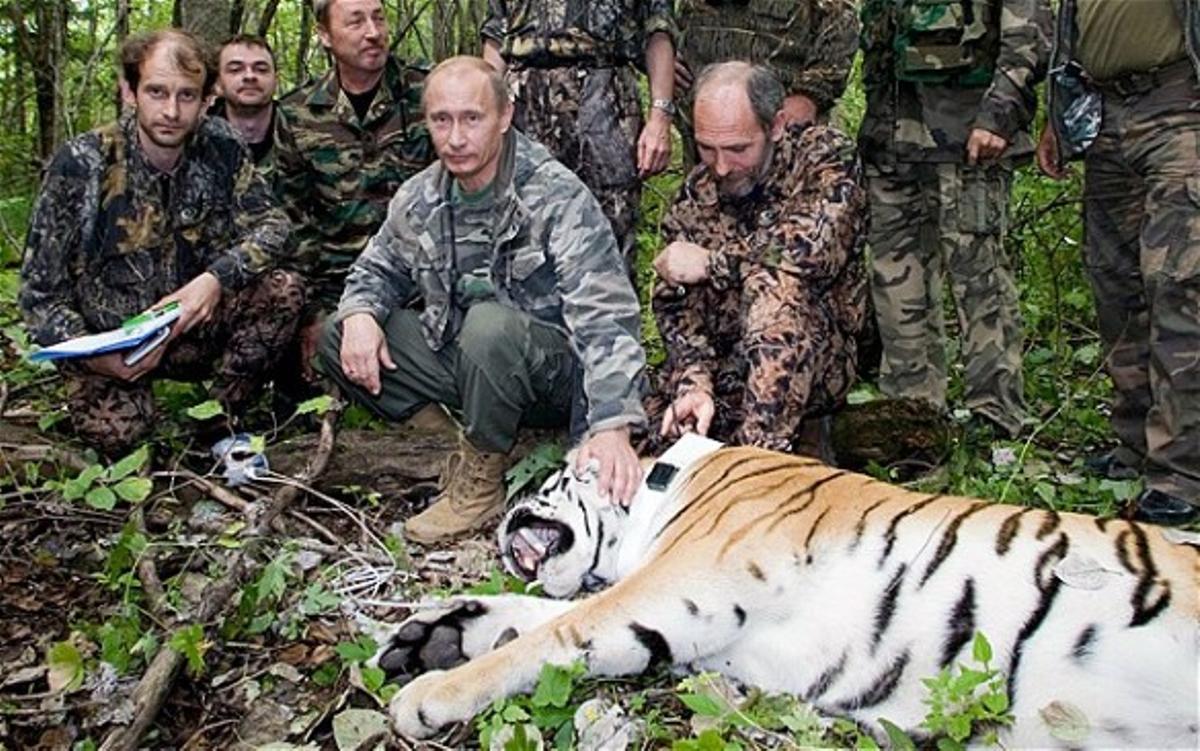 Un dels tigres alliberats per Putin ha atacat diverses granges a la Xina.