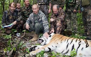 Un dels tigres alliberats per Putin ha atacat diverses granges a la Xina.